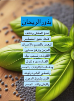بذور الريحـــــــــــــــــــــــــــان