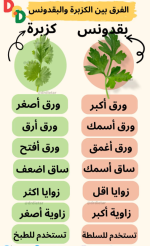 بقدونس4.PNG