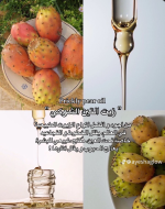التين الشوكي 3.PNG