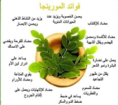 مرينجا.PNG
