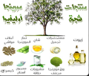 مورينجا3.PNG