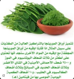 مورينجا4.PNG