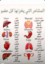 أماكـــــــــــــــــــــن تحزين المشاعر في الجسم