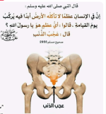 العظم الذي لا يبلى.PNG