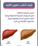 الكبد2.PNG