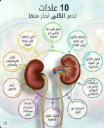 الكلى.PNG