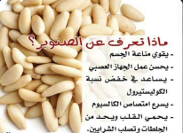 الصنوبر.PNG