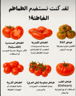 الطماطم.PNG