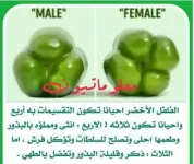 الفلفل الرومي