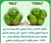 رومي 3.webp