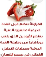 الفراولـــــــــــــــــــــــــة