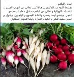 الفجل2.webp