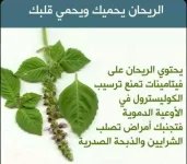 الريحان3.webp