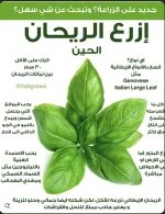 زراعة الريحان.webp