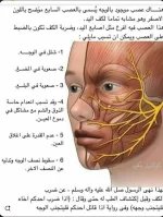 العصب السابع.webp
