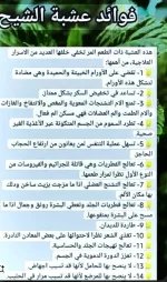 فوائد عشبة الشيح.webp