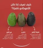 الافوكادو.webp