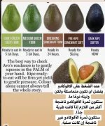 الافوكادو.webp