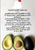 افوكادو2.webp