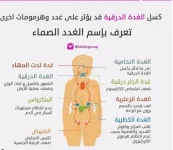الغده الدرقيه2.webp