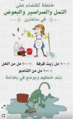 خلطه للقضاء على الصراصير.webp