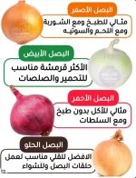 البصل7.webp