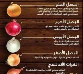 البصل8.webp