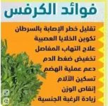 الكرفس.webp