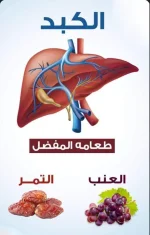 الكبد.webp