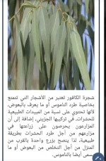 شجرة الكافـــــــــــــــــــــــــــور