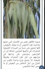 شجرة الكافور.webp