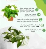 نبات البوتس.webp