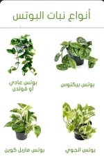 نبات البوتس2.webp