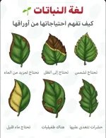 لغة النباتات.webp