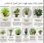 نباتات منقيه للهواء.webp