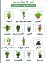 نباتات للبيئة الصحراوية