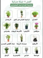 نباتات للبيئه الصحراويه.webp