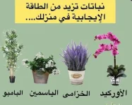 نباتات لزيادة الطاقة الايجابية في المنزل