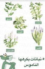 نبات يكره الناموس.webp