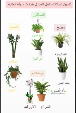 تنسيق النباتات داخل المنزل