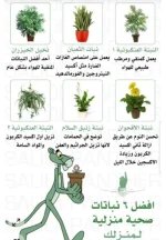 افضل نبات لمنزلك.webp