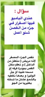 البامبو.webp