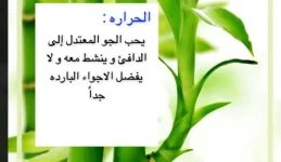 البامبو3.webp