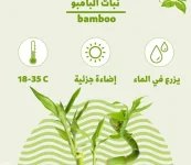 البامبو4.webp