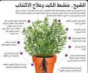 الشيح.webp
