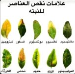 نقص المعادن للنبات.webp