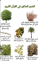 النباتات الذكوره في القران.webp