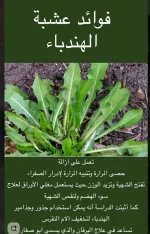 هندباء.webp
