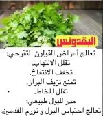 بقدونس3.webp