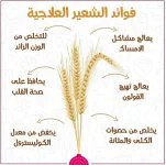 الشعير2.webp